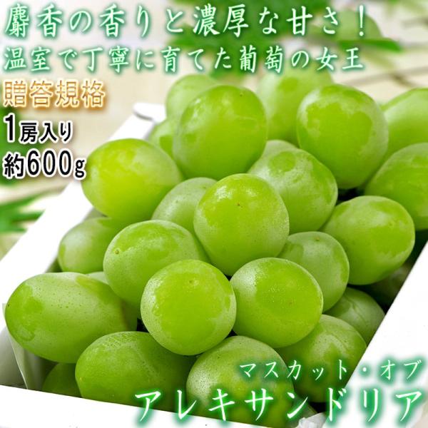 マスカット・オブ・アレキサンドリア 温室ぶどう 約600g 1房 大粒限定 岡山県産 贈答規格 化粧箱入り ギフト最適な大房の高級白葡萄！