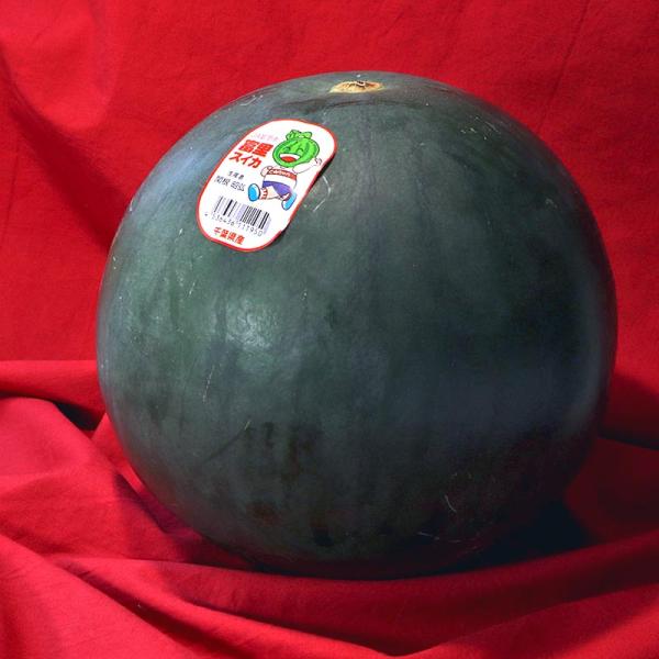 ゴールデンジャック 種無しクリーム西瓜 約5〜7kg M〜Lサイズ 1玉 贈答規格 黒い果皮に豊かな甘み！希少なたねなし黄色スイカ