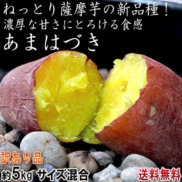 千葉県産 さつまいも 苗 安納芋 500本 千葉県産 さつまいも 苗 安納芋 500本
