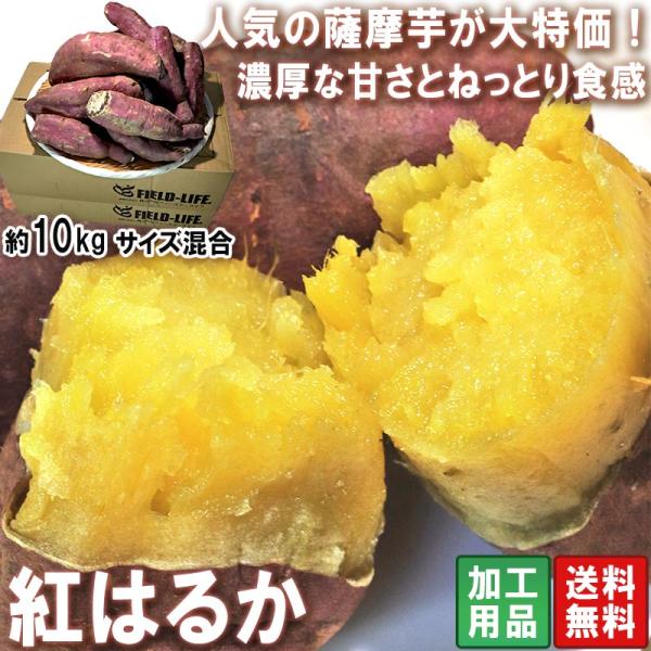 紅はるか 加工用さつまいも 約10kg 千葉県・茨城県産 訳あり品 見た目