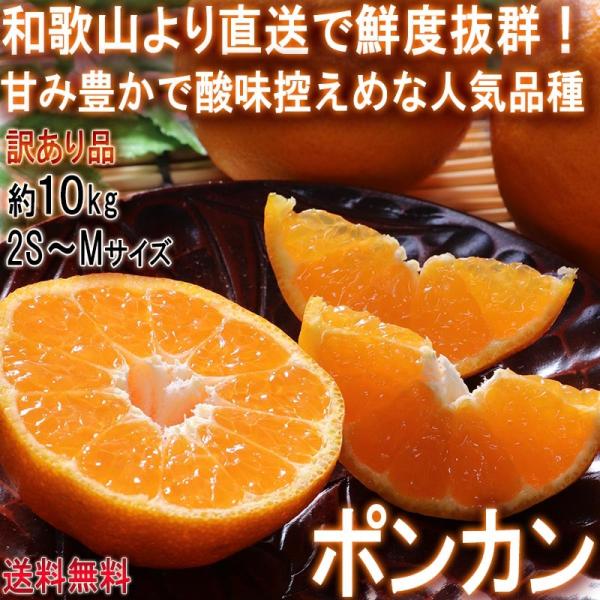 Yn |J 10kg 2S`MTCY a̎RY 󂠂i L ݂Yn璼IQ̑NxŖLȍƔZȊÂ