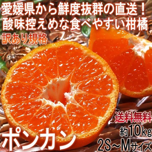 Yn |J 10kg 2S`MTCY QY 󂠂i oחʓ{̈Q璼INxQ̍LȊk