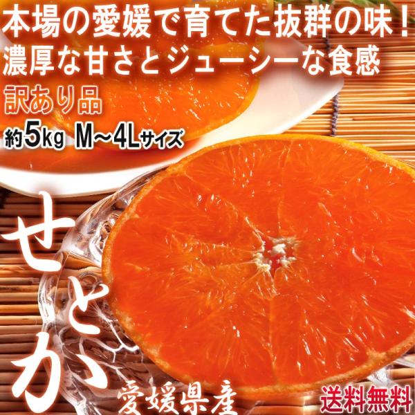 せとか 約5kg M〜4Lサイズ 訳あり 愛媛県産 果汁溢れる濃厚な甘 せとか 約5kg M〜4Lサイズ 訳あり 愛媛県産 果汁溢れる濃厚な甘