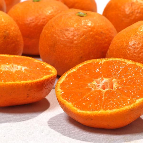 八幡浜みかん 温州蜜柑 約4kg M〜2Lサイズ 愛媛県産 JAにしうわ 地域ブランドの西宇和ミカン！本場で育てたまろやかな甘さ