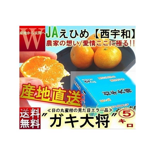 Yn ̊ۂ݂ KL叫 5kg M`2LTCY QY 󂠂i JAɂ ʃTCỸuhȉiłzI