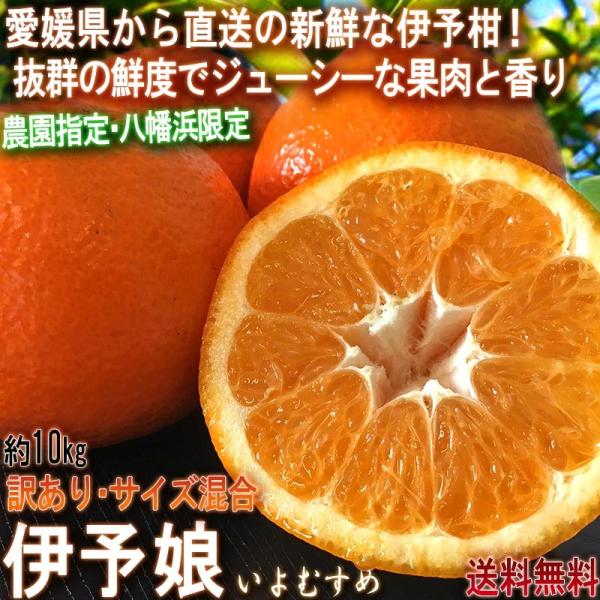 Yn ɗ\ 悩 10kg ݂ TCY QY 󂠂i l炨͂VNȈɗ\IYҎŵ͔|