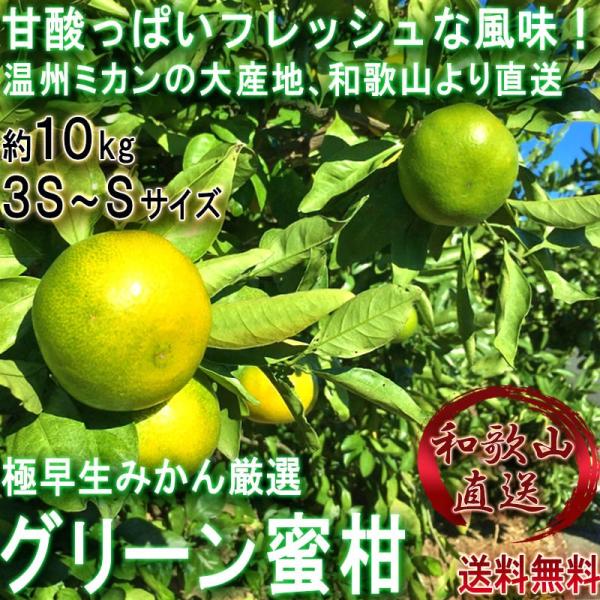 産地直送 グリーン蜜柑 約10kg 3S〜Sサイズ 和歌山県産 小玉限定 爽やかな甘酸っぱさと溢れる果汁！新鮮な旬の極早生みかん