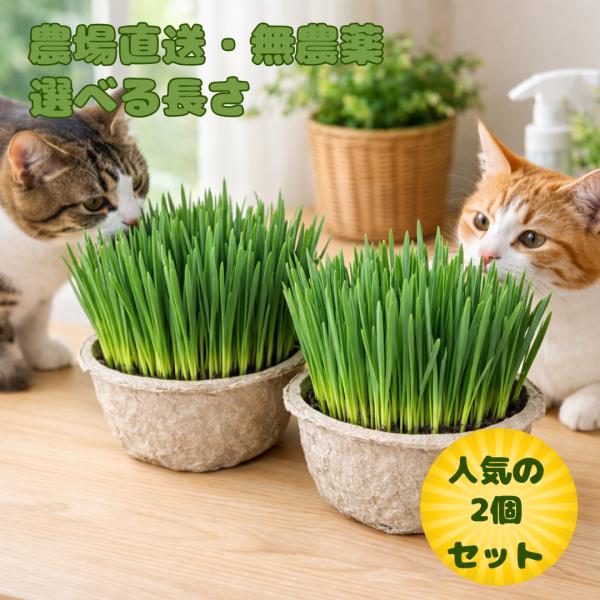 【農場直送鮮度抜群猫草2個セット】 猫草 ネコ草 キャットグラス 毛玉ケア 消化サポート 安心安全 無農薬 新鮮 送料無料 猫用草 犬草 ペットグラス