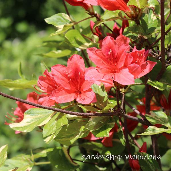 (1)本商品はビニールポットに植えられた花苗です。(2)納品時に蕾もしくは花があるとは限りません。(3)開花が終了し、翌年開花見込みの花苗は、箱の高さに刈り込んで発送される場合がございます。ご了承ください。 ツツジ科開花期：春〜初夏草　丈：...