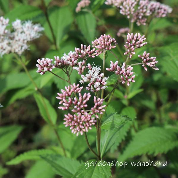 (1)本商品はビニールポットに植えられた花苗です。(2)納品時に蕾もしくは花があるとは限りません。(3)開花が終了し、翌年開花見込みの花苗は、箱の高さに刈り込んで発送される場合がございます。ご了承ください。 キク科開花期：晩夏〜秋草　丈：6...