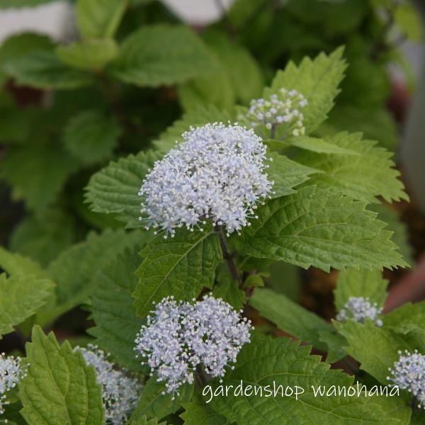 小紫陽花 (コアジサイ)※2027年開花見込み。 : ガーデンショップ和の花