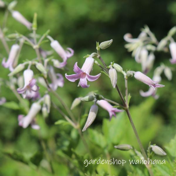 クサボタン　開花中！【参考出品】 クサボタン 開花中！【参考出品】 草牡丹 桃花 (クサボタン モモバナ)