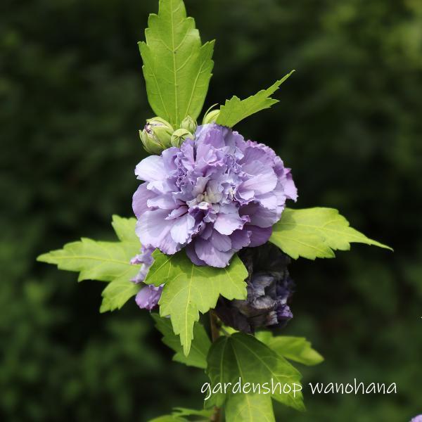 木槿 紫玉 (ムクゲ シギョク) : ガーデンショップ和の花 - 通販