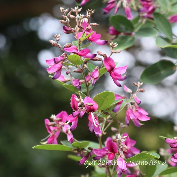 (1)本商品はビニールポットに植えられた花苗です。(2)納品時に蕾もしくは花があるとは限りません。(3)開花が終了し、翌年開花見込みの花苗は、箱の高さに刈り込んで発送される場合がございます。ご了承ください。 マメ科開花期：初秋〜秋草　丈：6...