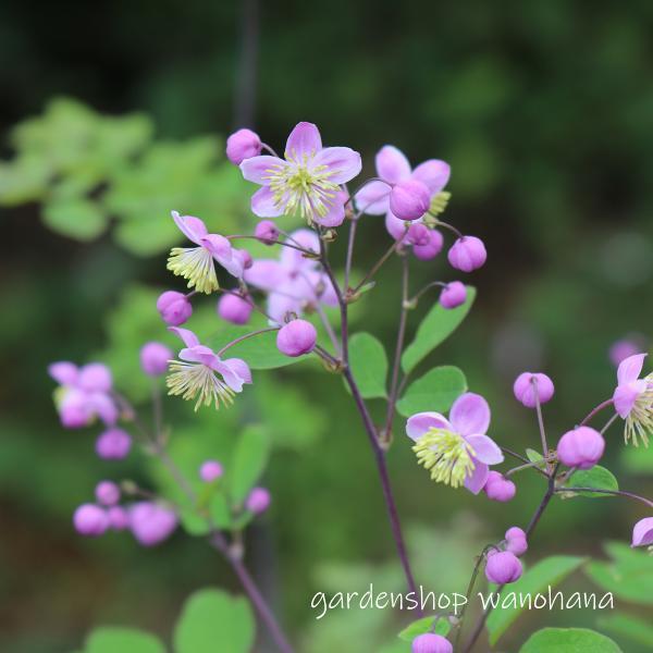 (1)本商品はビニールポットに植えられた花苗です。(2)納品時に蕾もしくは花があるとは限りません。(3)開花が終了し、翌年開花見込みの花苗は、箱の高さに刈り込んで発送される場合がございます。ご了承ください。 キンポウゲ科開花期：初夏〜夏草　...