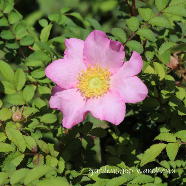 (1)本商品はビニールポットに植えられた花苗です。(2)納品時に蕾もしくは花があるとは限りません。(3)開花が終了し、翌年開花見込みの花苗は、箱の高さに刈り込んで発送される場合がございます。ご了承ください。 バラ科開花期：春〜秋草　丈：50...