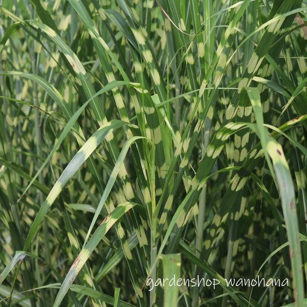 (1)本商品はビニールポットに植えられた花苗です。(2)納品時に蕾もしくは花があるとは限りません。(3)開花が終了し、翌年開花見込みの花苗は、箱の高さに刈り込んで発送される場合がございます。ご了承ください。 イネ科開花期：夏〜秋草　丈：10...