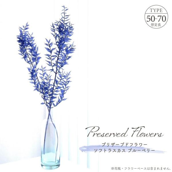 ■ 商品情報 ■長く伸びる枝木から可愛らしい小さなリーフが連なるシルエットが魅力、ロングタイプの「ラスカス」のプリザーブドフラワー。青みがかったパステル調のやわらかなパープルカラー、華やか過ぎず気品のある雰囲気が魅力的。先端が尖った小さな葉...
