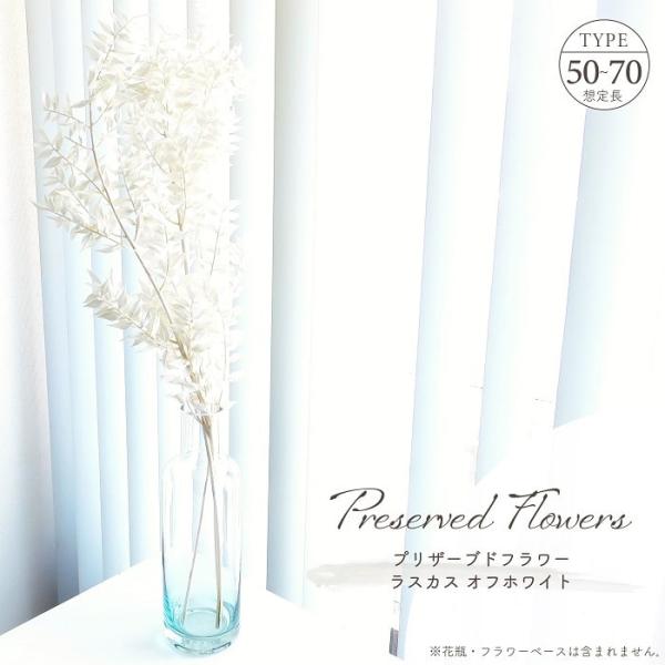 ■ 商品情報 ■長く伸びる枝木から可愛らしい小さなリーフが連なるシルエットが魅力、ロングタイプの「ラスカス」のプリザーブドフラワー。すっきりとしたイメージを与えて軽やかな印象を演出、オフホワイトの優しく自然な雰囲気が魅力。先端が尖った小さな...