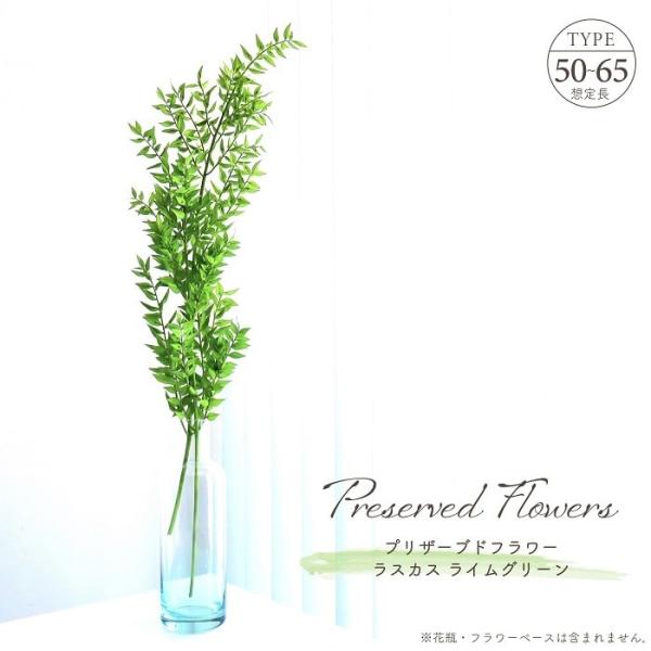 ■ 商品情報 ■長く伸びる枝木から可愛らしい小さなリーフが連なるシルエットが魅力、ロングタイプの「ラスカス」のプリザーブドフラワー。ライムグリーンはフレッシュで刺激的な印象をもち元気をもらえる色彩、新生活のお部屋に彩りを添えるのにピッタリ。...