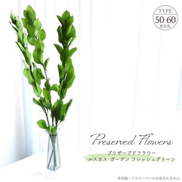 ■ 商品情報 ■硬い幹に丸みを帯びた葉、茎が変形して葉形になった葉状枝から花を咲かせる独特で魅力的なルスカスのプリザーブドフラワーです。フレッシュグリーンは夏に見られる生命力豊かな木々の緑色を想わせる、落ち着いた雰囲気で癒しの空間を演出する...