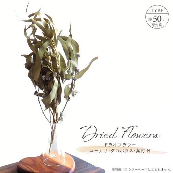 ■ 商品情報 ■ナチュラルカラーのユーカリ・グロボラス・葉付のドライフラワー。優しい色合いが特徴のドライグリーンです。流線形の葉形が美しく、アクセントに実のついたナチュラルな存在感を放つ。かくかくした実が特徴的。本当は「実」ではなく「つぼみ...