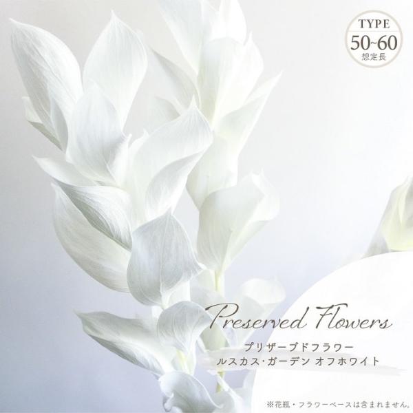 ■ 商品情報 ■硬い幹に丸みを帯びた葉、茎が変形して葉形になった葉状枝から花を咲かせる独特で魅力的なルスカスのプリザーブドフラワー「オフホワイト」です。スッキリとしたイメージを与えて軽やかな印象を演出、「オフホワイト」の清楚で自然な雰囲気が...