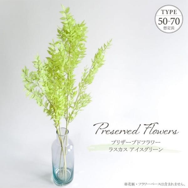 ドライフラワー プリザーブドフラワー ラスカス アイスグリーン 25g入 約L50〜70cm 白緑色 天然素材 リーフ 葉物 花材 アレンジメント おしゃれ インテリア
