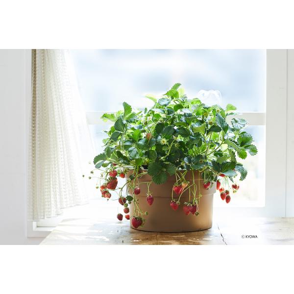 ホームハイポニカぷくぷくを改良した新しい水耕栽培キットホームハイポニカぷくぷく２土を使わず、エアポンプによる液体肥料の循環で、根を元気に育て、植物を大きく早く栽培できます。また、レタスやハーブ類などの植物が栽培できるように穴数を5株になりま...