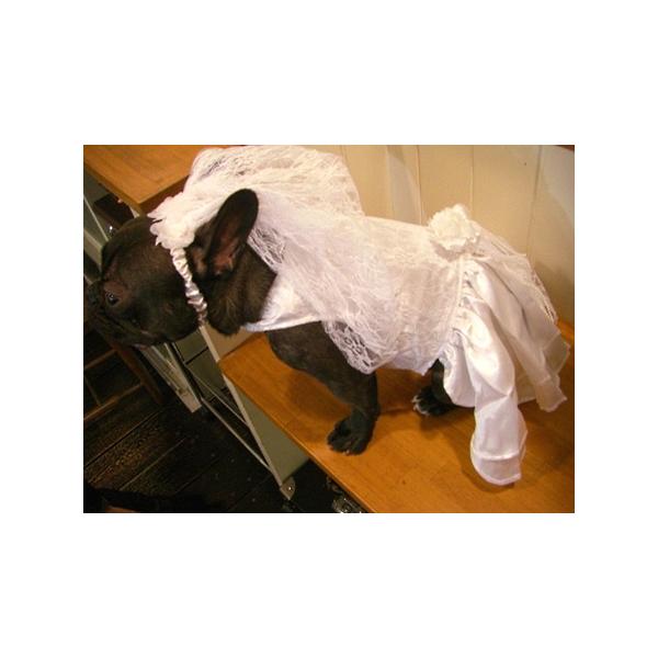 犬のウエディングドレス ヴェール リードのセット ウエディングドレス 愛犬との結婚式や前撮に ペットのドレス ブライダルグッズ 犬 ウエディングドレス Buyee Buyee Japanese Proxy Service Buy From Japan Bot Online