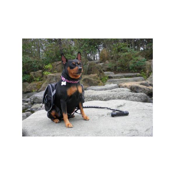 犬用アウトドアリュック Summit Backpack ｓサイズ 犬のアウトドア用品 犬用アウトドアバッグ 犬用品 犬のリュック Buyee Buyee Japanese Proxy Service Buy From Japan Bot Online