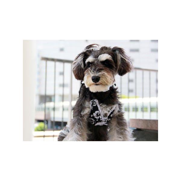 Sale50 Off 犬のビキニトップ Black Hawaiian 犬 水着 夏のお目立ちグッズ ペット用水着 アウトドア用品 犬服 犬の洋服 夏 Buyee Buyee 日本の通販商品 オークションの代理入札 代理購入