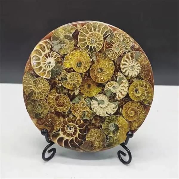 天然アンモナイト アンモライト 化石 標本 マダガスカル ディスク 円盤