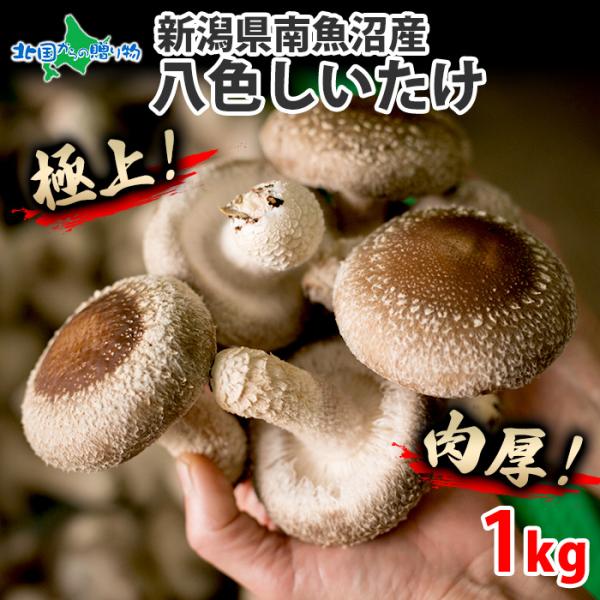 ▼「厚いにも、ほどがある。」常識を覆すほどのボリューム感と肉厚さが自慢の八色しいたけ！■商品内容：南魚沼産 八色しいたけ 1kg■原産地：新潟県■お届け日：【日時指定不可】入荷次第、ご予約順に出荷いたします。　※通年取扱■送料：送料無料（沖...