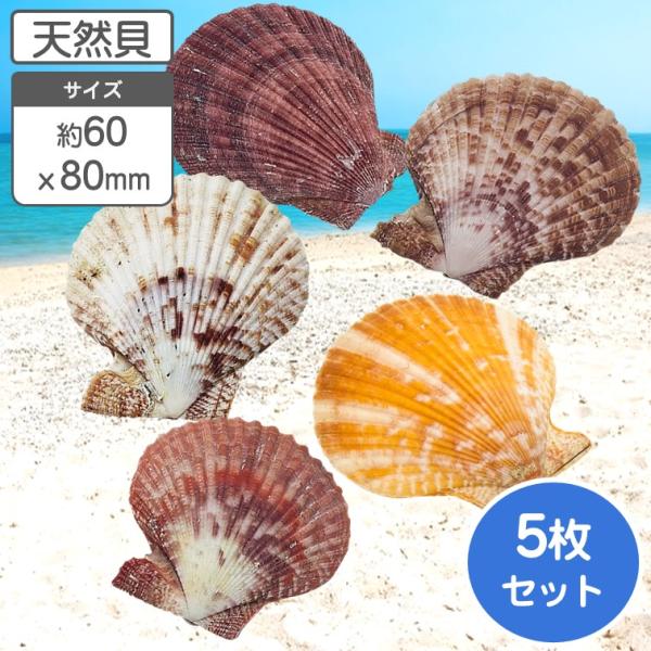 ヒオウギ 両面 二枚貝 約6〜8cm 5枚組 貝 貝殻 天然貝 水槽