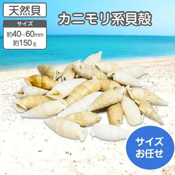 カニモリ 天然貝 サイズおまかせ 150g 約20〜22個 約40〜60mm 貝 貝殻