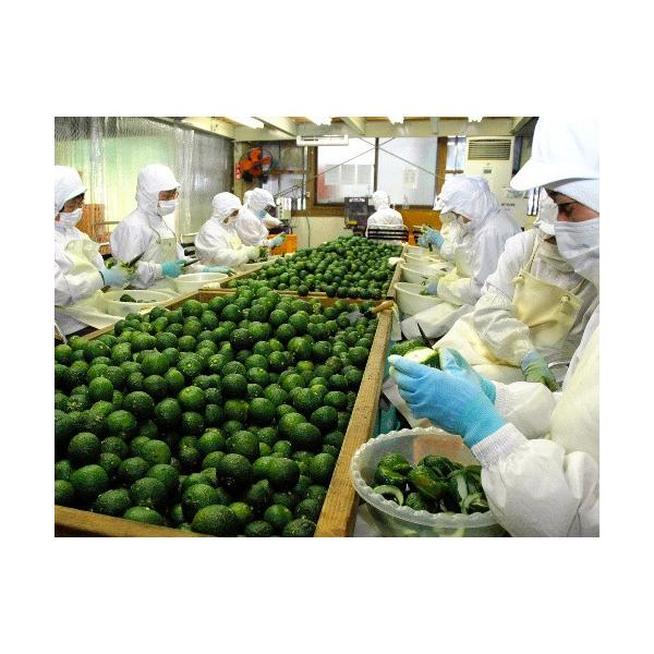 粒柚子胡椒赤60ｇ 川津家謹製ゆずこしょう川津食品大分県 Buyee Buyee 提供一站式最全面最專業現地yahoo Japan拍賣代bid代拍代購服務