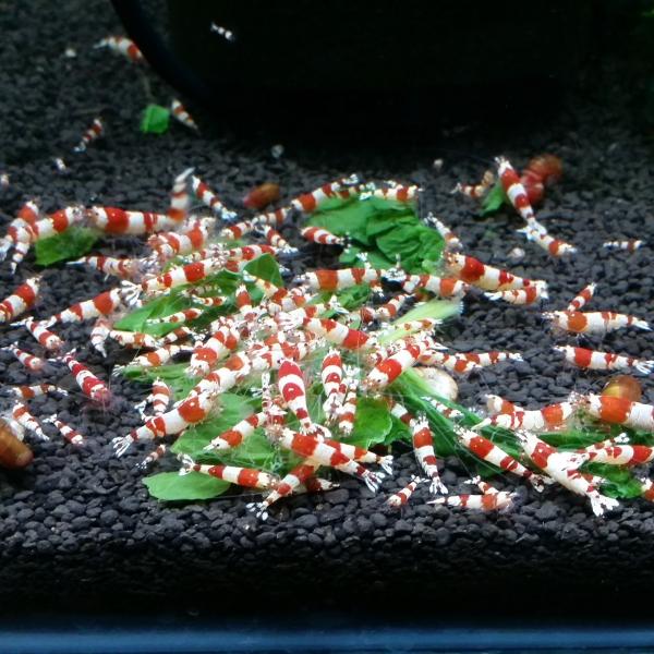 レッド　ビー　シュリンプ 10冊セット ウォーターフラップ＞レッドビーシュリンプ おまかせ10匹セット