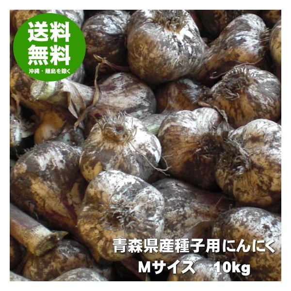にんにく 種球 種 国産 Mサイズ 10kg 青森 福地ホワイト六片