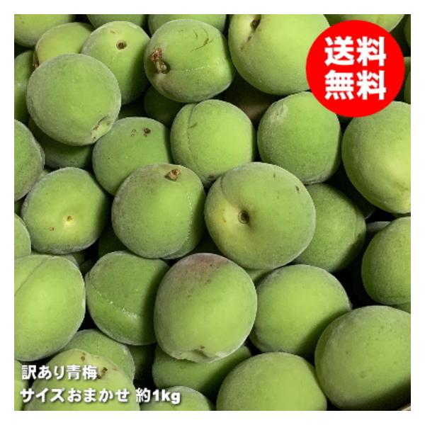 青梅 訳あり 梅酒用 1kg 梅シロップ SM混合 梅ジュース 梅漬け 豊後梅