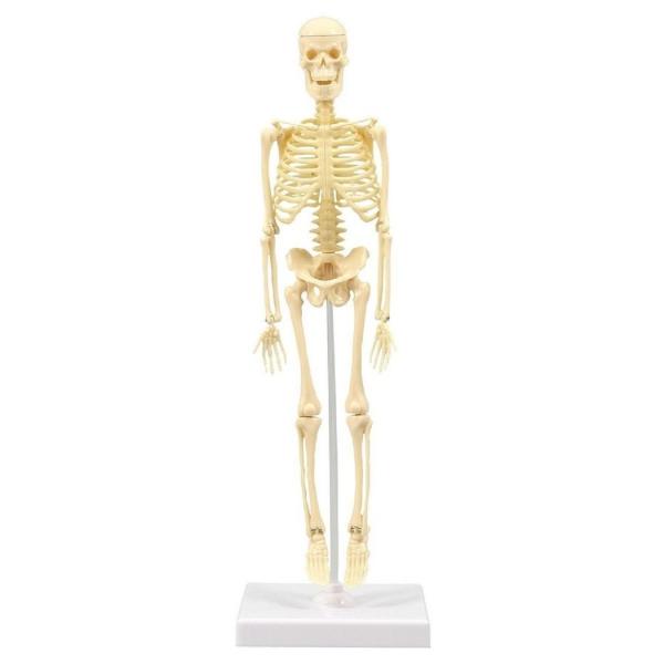 【法人様のみの販売】 アーテック 人体骨格模型　30cm　093608