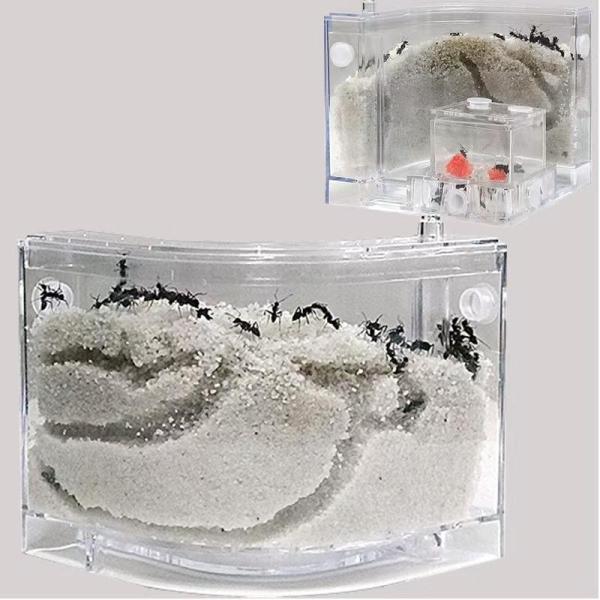 アリの巣　あり観察キット　アリの巣観察キット　アリ　巣　観察　飼育ケース　砂　自由研究 小学生 キット あり 蟻 飼育セット 実験セット 観察 工作 男の子　女の子　夏休み　学習用　おもしろ実験　