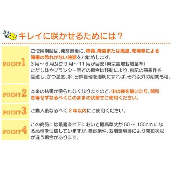 母の日 遅れてごめんね 花の種 ブレンドパック フラワリーランド 1パック 秋蒔き 春蒔き 栽培 種まき 簡単 ガーデニング 庭造り 珍しい花の種 Buyee Buyee 日本の通販商品 オークションの代理入札 代理購入