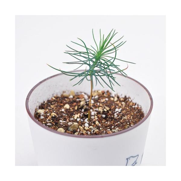 バーバパパ 染付黒松盆栽栽培セット 富士山 観葉植物 ガーデニング 聖新陶芸 ギフト プレゼント 景品 Buyee Buyee 日本の通販商品 オークションの代理入札 代理購入