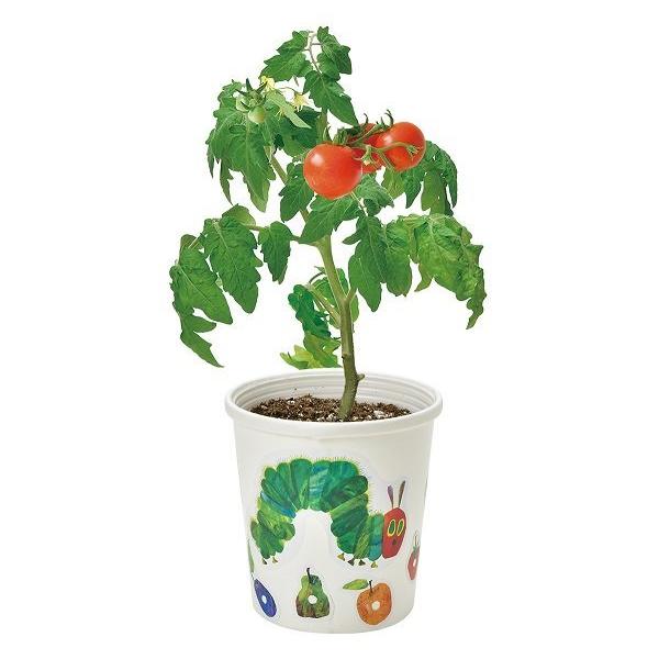 【聖新陶芸 HP-01-01 はらぺこあおむし ぺたぺた＆すくすく栽培セット ミニトマト 子供向け栽培キット エリックカール ギフト】『はらぺこあおむし(TM)あはじめました』The Very Hungry Caterpillar(TM)w...