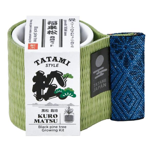 お芽でたおちょこ 畳 黒松 GD-105101 聖新陶芸 ギフト 栽培セット ガーデニング 母の日 父の日