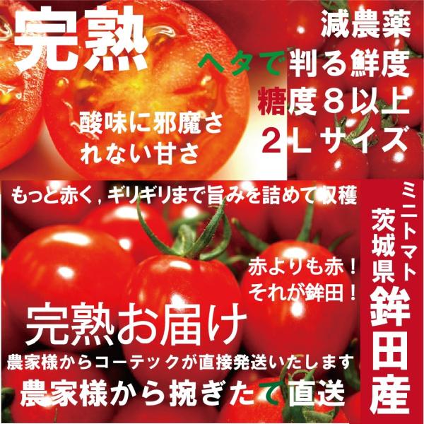 10 クーポン有 ミニトマト 2kg 2lサイズ 減農薬 糖度8以上 茨城県鉾田産 朝もぎ ミニトマト 2キロ プチトマト 2kg Viaprodesarrollo Edu Py Index Php