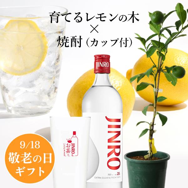 JINRO（眞露） 敬老の日 お酒 ギフト 送料無料 レモンの木とJINRO
