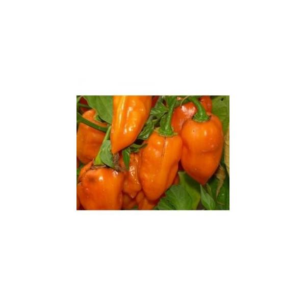 H2 Habanero Pepper Orange ハバネロ 10粒 世界の珍しい野菜の種 Buyee Buyee Japanese Proxy Service Buy From Japan Bot Online