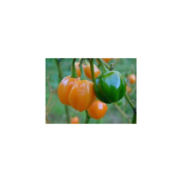 H2 Habanero Pepper Orange ハバネロ 10粒 世界の珍しい野菜の種 Buyee Buyee Japanese Proxy Service Buy From Japan Bot Online